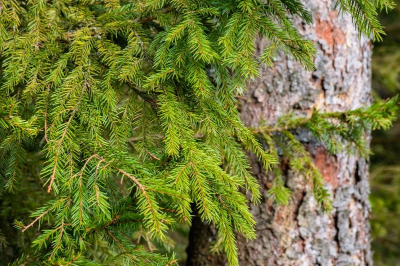 Болести по иглолистни дървета: гниене на дървесина и корени