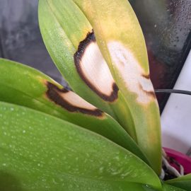 Орхидеи, бели петна по листата ARM BG Community