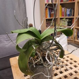 Орхидеи, пресаждане на дехидратирани орхидеи с няколко въздушни корена ARM BG Community