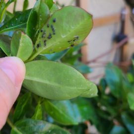 Декоративни растения – третиране срещу листни въшки ARM BG Community