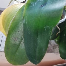 Третиране на орхидеи – лъжещитоносни въшки ARM BG Community