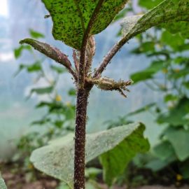 Зеленчуци, нападнати от листни въшки ARM BG Community