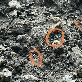 Как да се отърва от червеи в саксийните си растения (розмарин и магданоз)? ARM BG Community