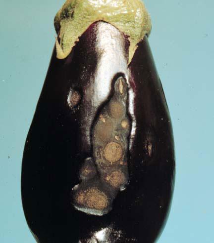 aubergine-anthraknose