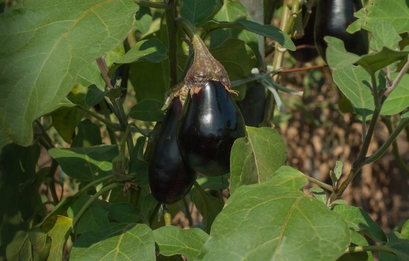 aubergine-pflanzung-anbau-ernte