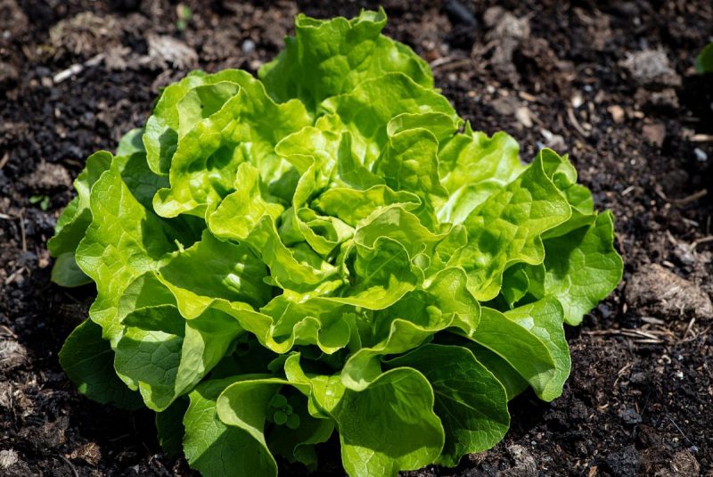 Gartensalat, Informationen zum Pflanzenmanagement