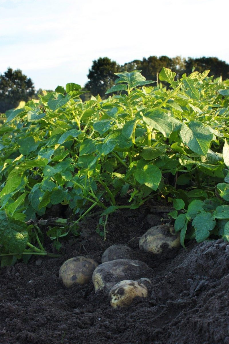 kartoffel-pflanze