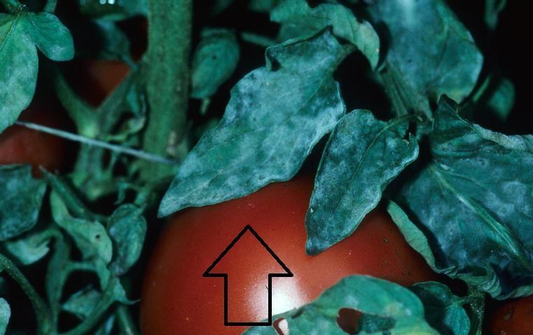 mehltau-an-tomaten