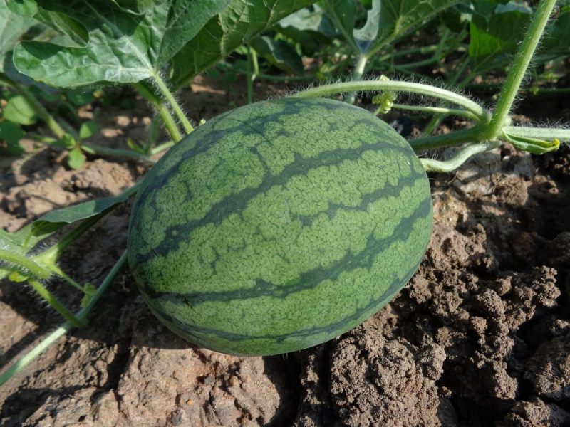 melonen-pflanzung-anbau