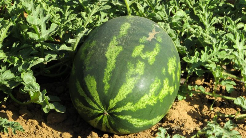 Melonen, Informationen zum Pflanzenmanagement