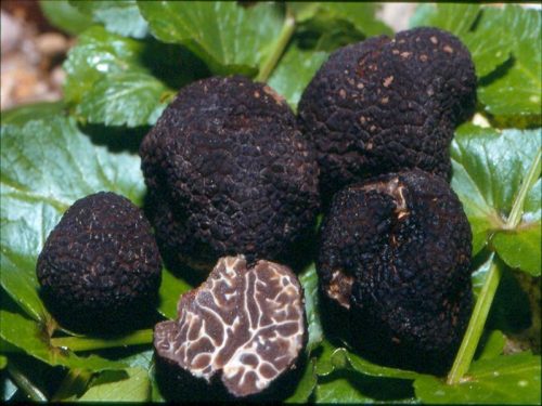 schwarze-truffel
