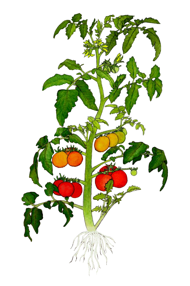 tomate-pflanze