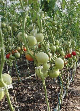 tomaten-anbau