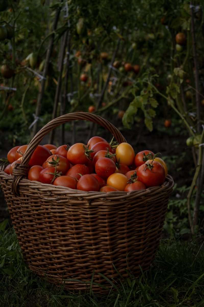 tomaten-ernten