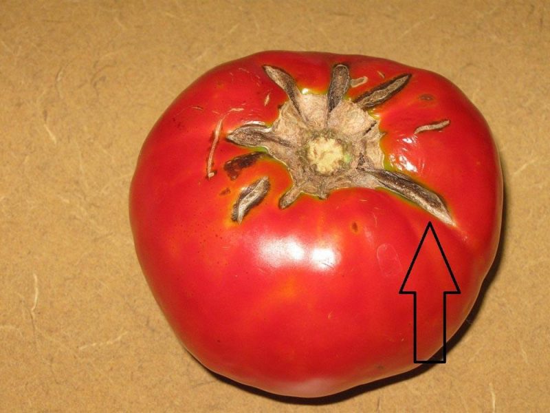 tomaten-hydraulischer-stress