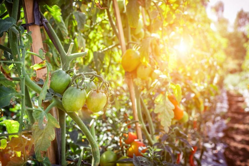 tomaten-lichtbedarf