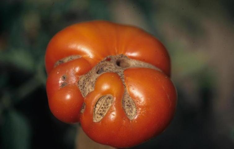 tomaten-missgebildete-fruchte