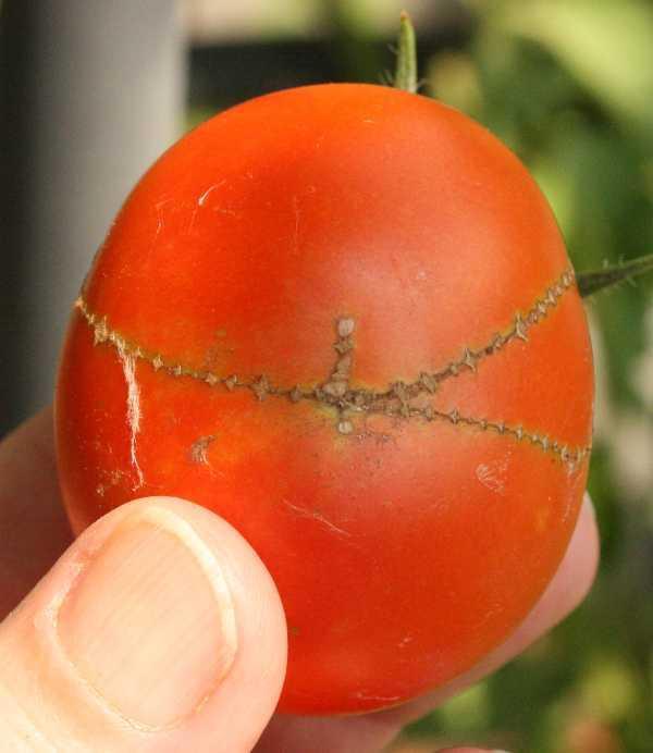 tomaten-reissverschluss