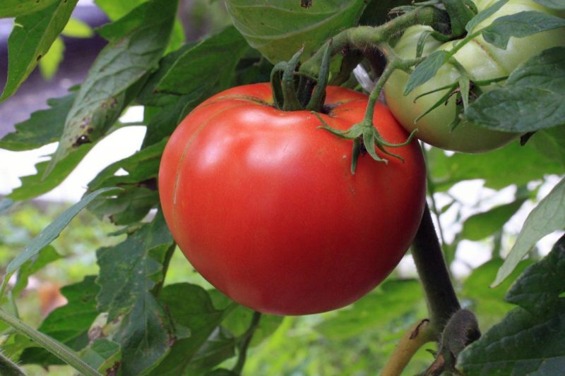 tomaten-schadlinge-und-krankheiten-behandlungen
