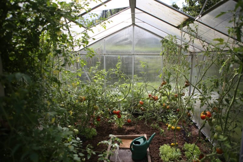 tomaten-schutzgebiete
