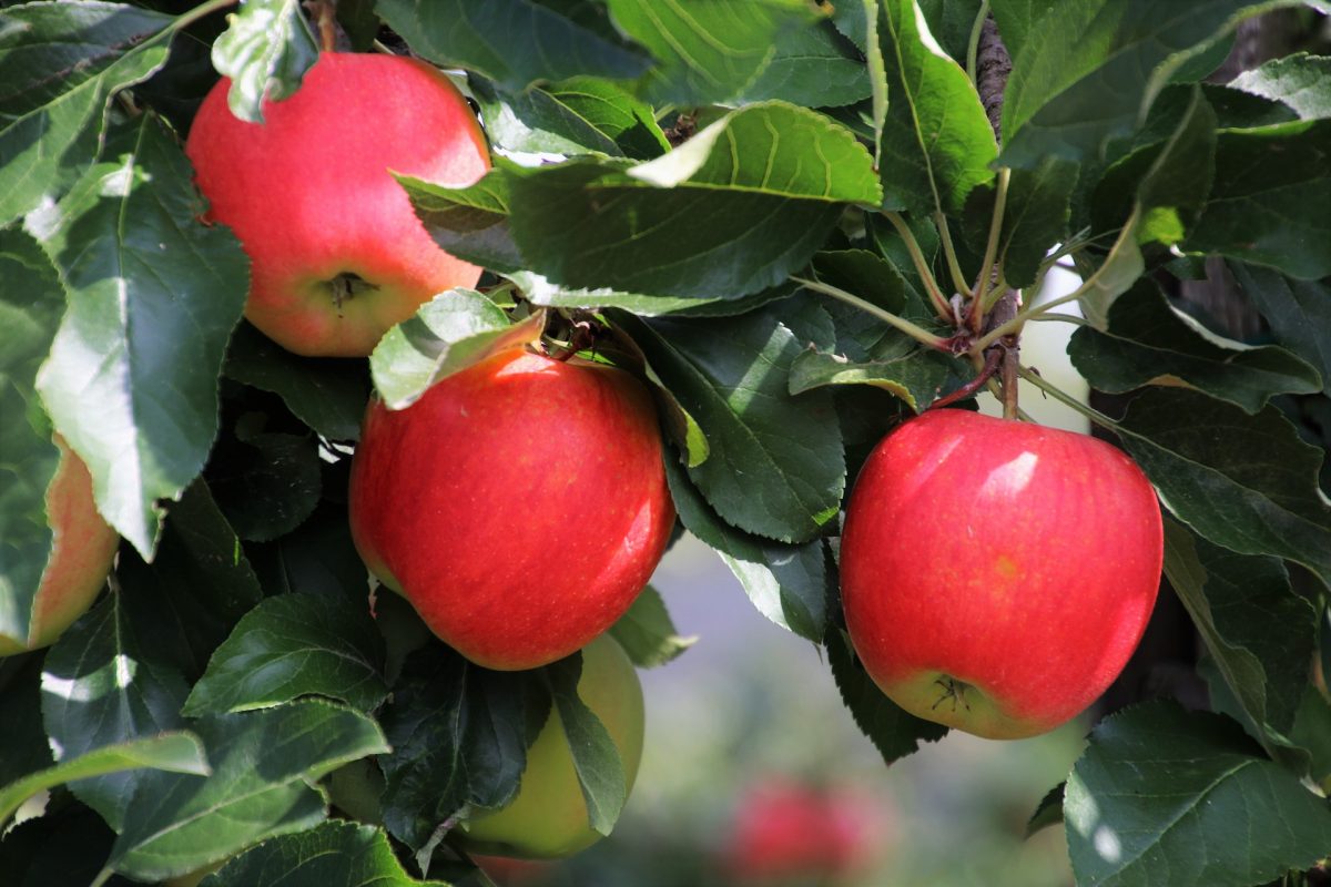 Apfelbaum, Pflanzung, Anbau und Ernte