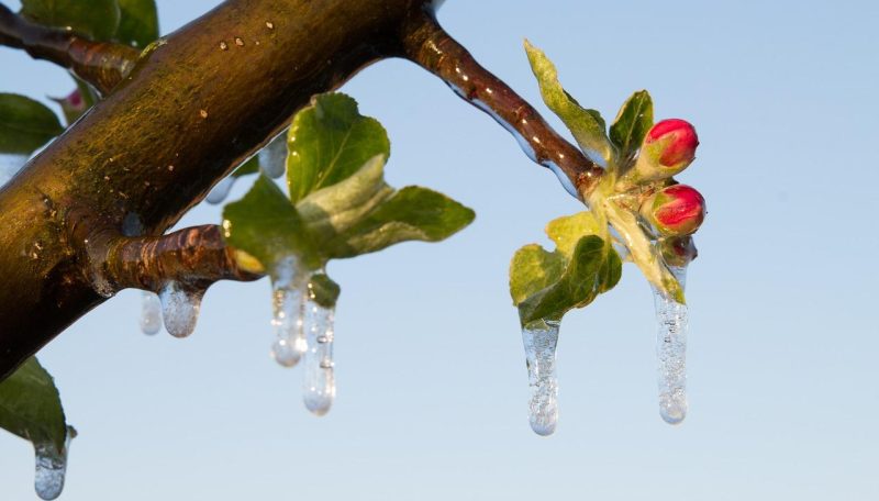 apfelbaum-frostschutz