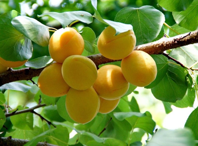 aprikosenbaum-anbau-ernten