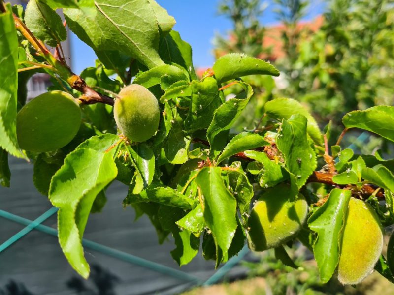 aprikosenbaum-blattlaus-angriff