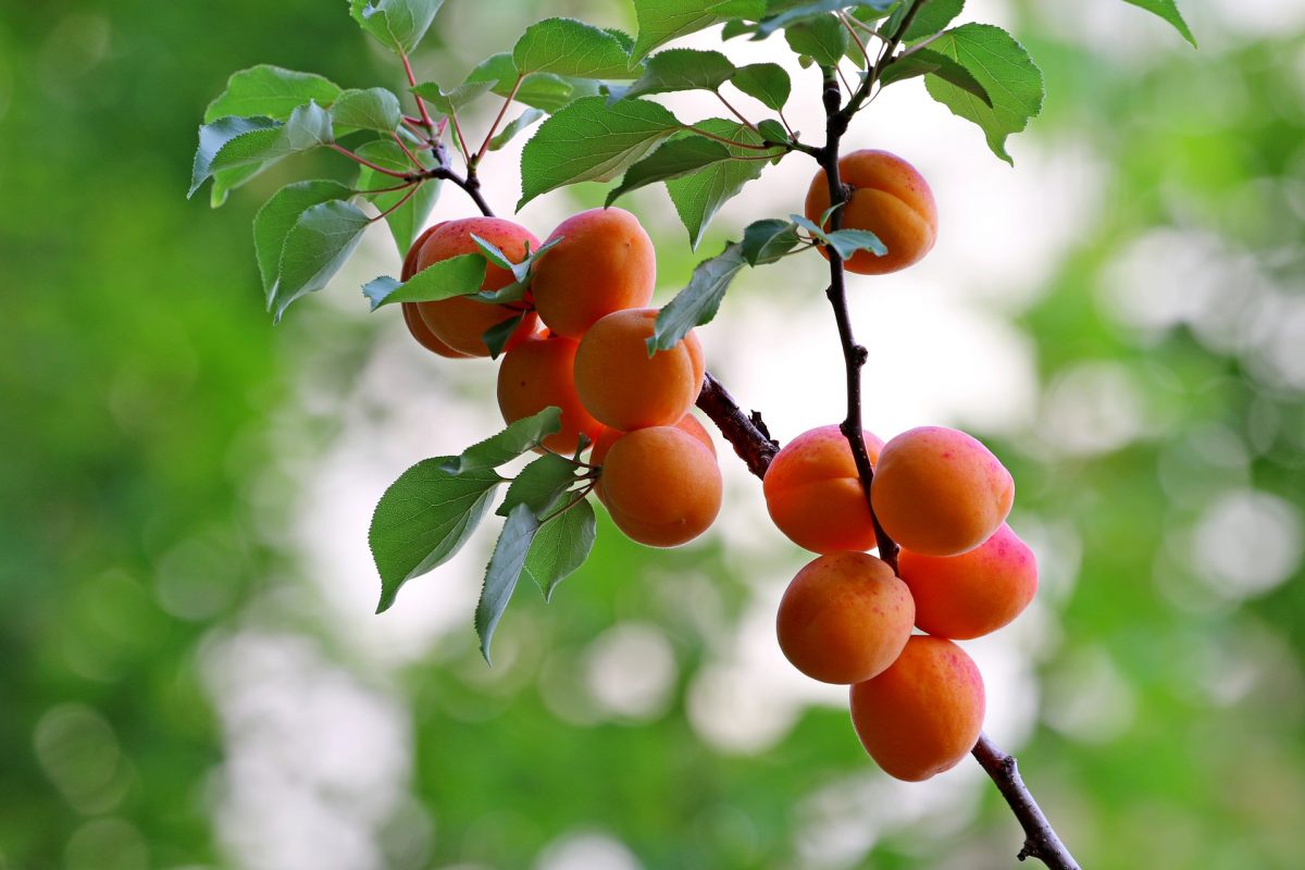 Aprikosenbaum, Pflanzung, Anbau und Ernte