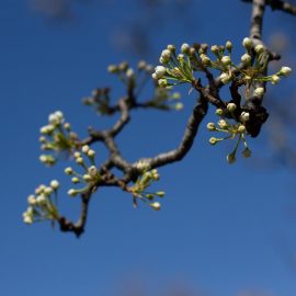 birnbaum-frostschutz