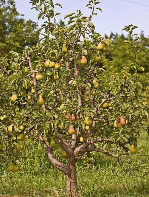 birnbaum-fruchtbildung