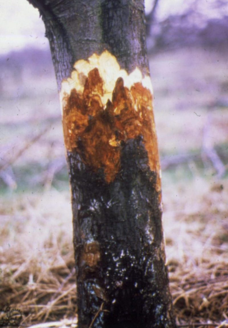 birnbaum-kragenfaule