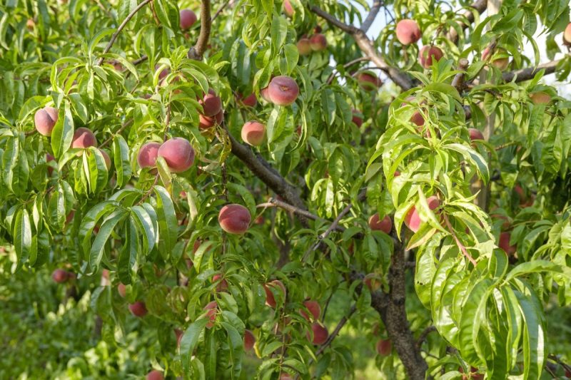 pfirsichbaum-pflanzung-pflegearbeiten
