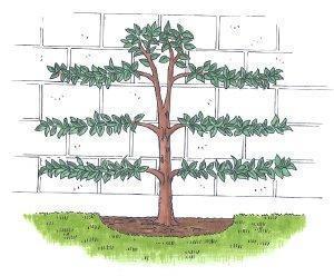 pfirsichbaum-zweig-pflegearbeiten