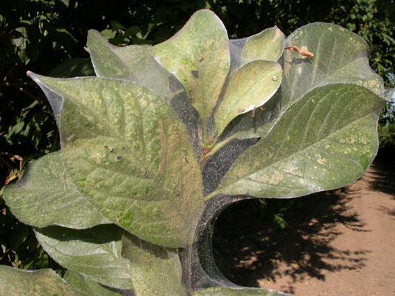pflaumenbaum-milbenbefall
