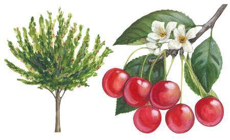 sauerkirschbaum-fruchtbildung