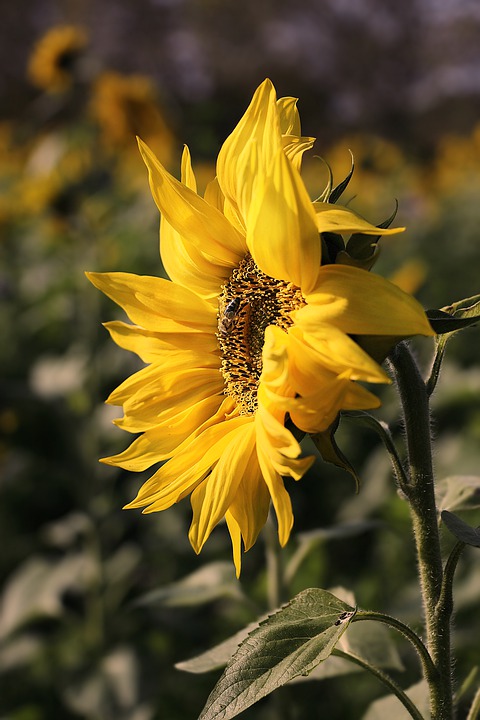 Sonnenblume-pflanze