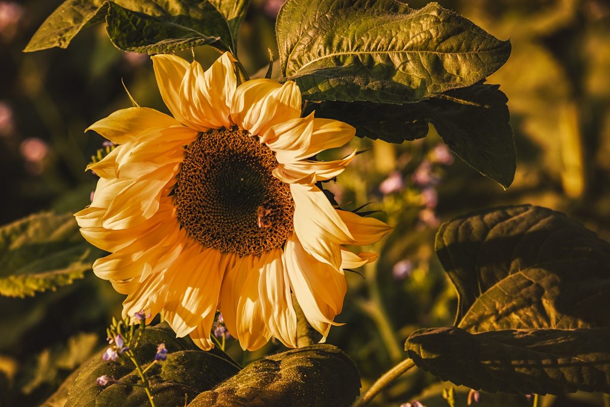 Sonnenblume - Behandlungen, Schädlings- und Krankheitsbekämpfung
