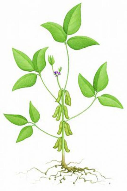 Soja-pflanze-bio