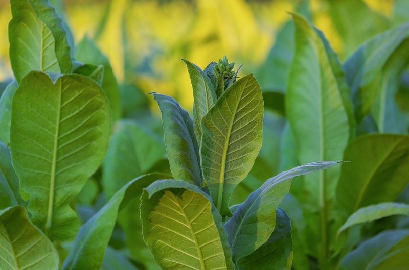 Tabakpflanze-behandlung