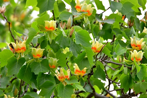 Tulpenbaum-blueten