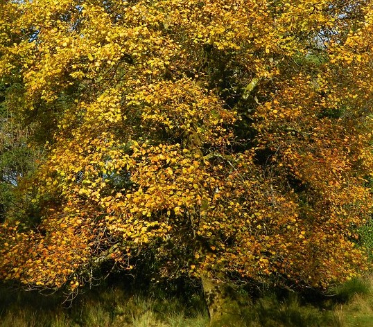 Tulpenbaum-goldgelb-Laub