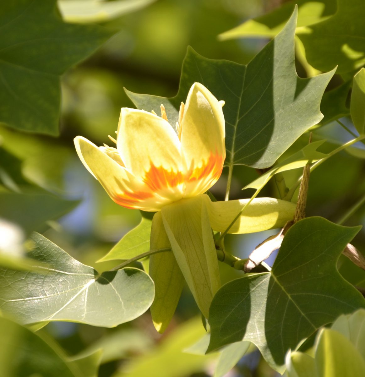 Tulpenbaum-richtige-duenung