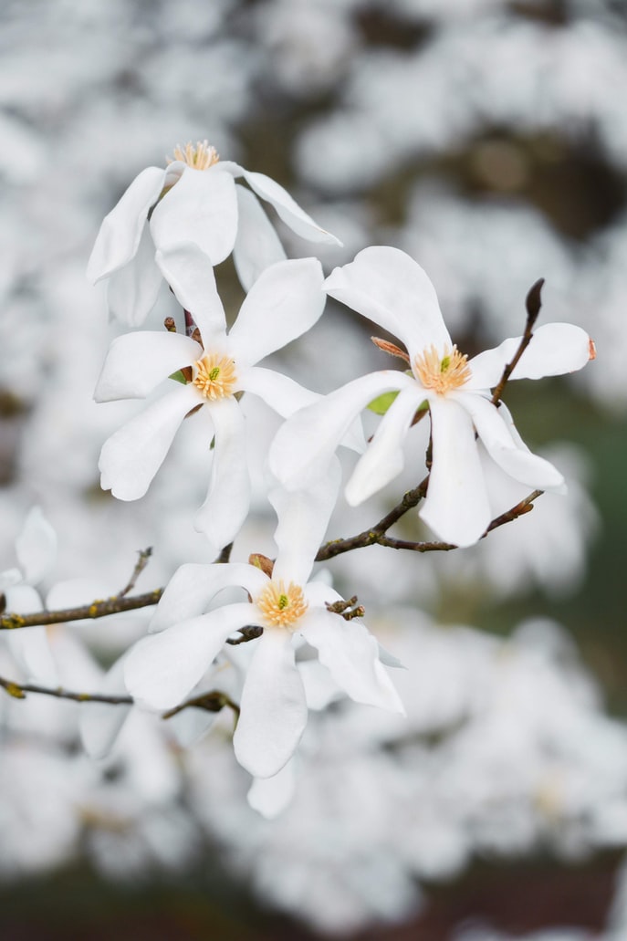 anbau-magnolie