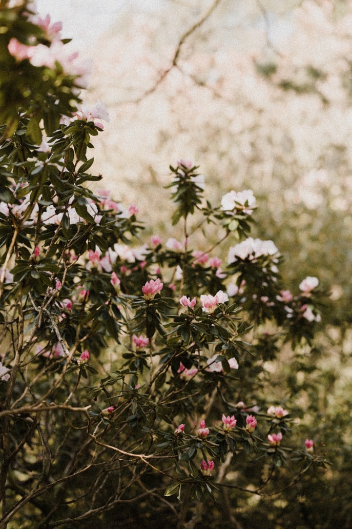 blueten-rhododendron