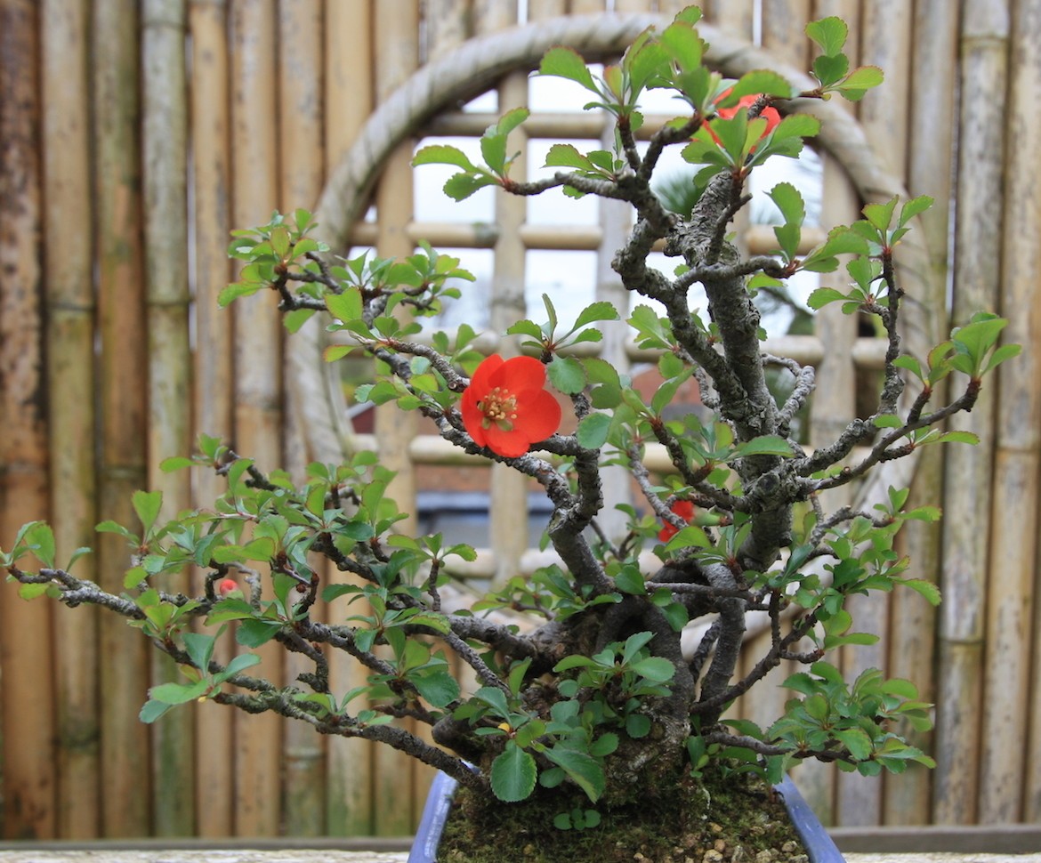 japanische-zierquitte-als-bonsai