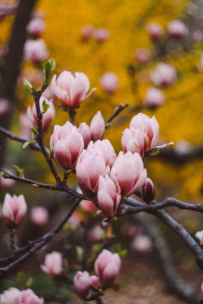 knospen-der-magnolie