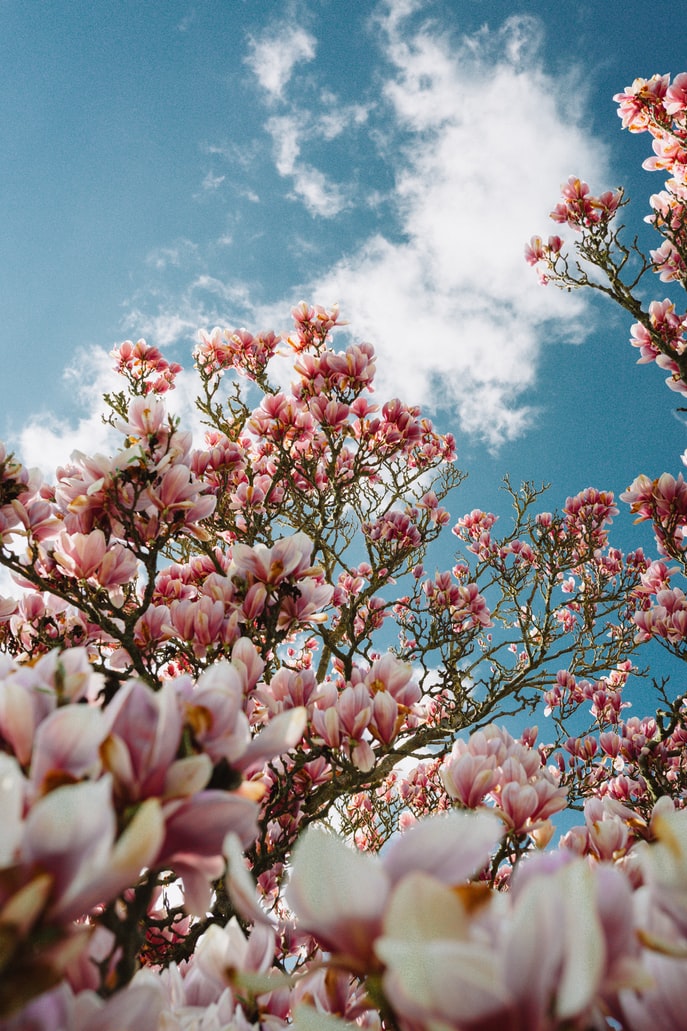 magnolie-beim-bluehen