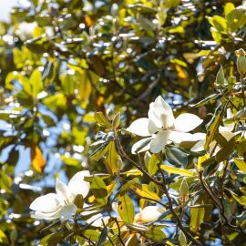 magnolie-pflege-anleitung