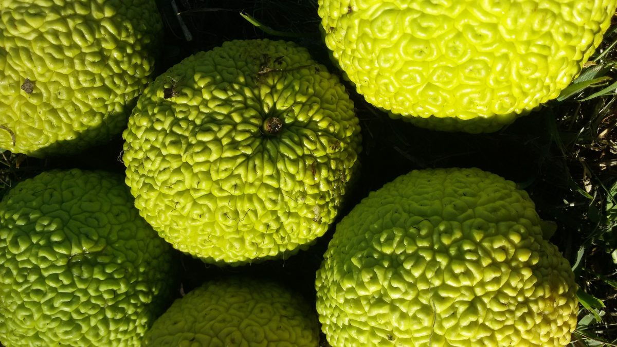 milchorangen-baum-frucht
